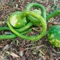 Long Handle Dipper Gourd 20 Seeds
