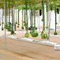 Long Handle Dipper Gourd 20 Seeds