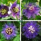Passiflora Incarnata Maypop Passion Flower 60 Seeds