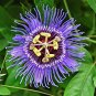 Passiflora Incarnata Maypop Passion Flower 60 Seeds
