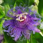 Passiflora Incarnata Maypop Passion Flower 60 Seeds