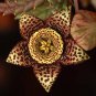 Stapelia Pulchella Mixed 9 Colors Cactus Succulent 200 Seeds