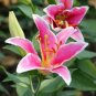Lilium Lily Flower Fragrant Perennial Flower 100 Seeds