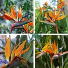 Strelitzia Reginae Indoor Potted Plant Flowers Bird of Paradise 200 Seeds