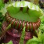 Potted Blue Cephalotus Follicularis 200 Seeds