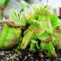 Potted Blue Cephalotus Follicularis 200 Seeds