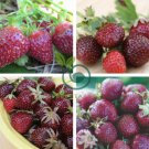 Purple Wonder Strawberry 200 Seeds