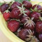 Purple Wonder Strawberry 200 Seeds