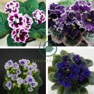 African Violet Mixed 5 Varieties Saintpaulia Ionantha 100 Seeds