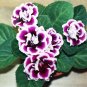 African Violet Mixed 5 Varieties Saintpaulia Ionantha 100 Seeds
