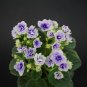 African Violet Mixed 5 Varieties Saintpaulia Ionantha 100 Seeds