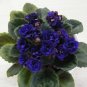 African Violet Mixed 5 Varieties Saintpaulia Ionantha 100 Seeds