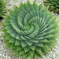 Aloe polyphylla Pillans Bonsai Rare Spiral Aloe Flower Succulent 400 Seeds