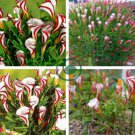 Oxalis Versicolor Candy Cane Sorrel 200 Seeds