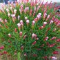 Oxalis Versicolor Candy Cane Sorrel 200 Seeds