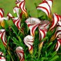 Oxalis Versicolor Candy Cane Sorrel 200 Seeds
