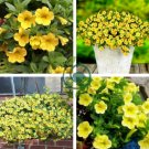 Lemon Slice Superbells Calibrachoa Petunia Annual Flower 200 Seeds