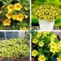 Lemon Slice Superbells Calibrachoa Petunia Annual Flower 200 Seeds