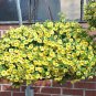Lemon Slice Superbells Calibrachoa Petunia Annual Flower 200 Seeds
