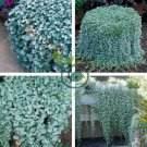 Dichondra Repens Silver Falls Emerald Falls Ground Cover Bonsai 200 Seeds