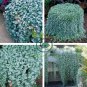 Dichondra Repens Silver Falls Emerald Falls Ground Cover Bonsai 200 Seeds