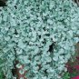 Dichondra Repens Silver Falls Emerald Falls Ground Cover Bonsai 200 Seeds