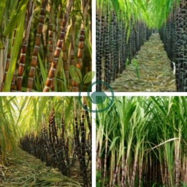 Red Green Sugarcane Mixed 200 Seeds