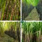 Red Green Sugarcane Mixed 200 Seeds