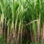 Red Green Sugarcane Mixed 200 Seeds