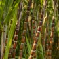 Red Green Sugarcane Mixed 200 Seeds