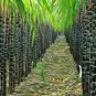 Red Green Sugarcane Mixed 200 Seeds