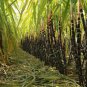 Red Green Sugarcane Mixed 200 Seeds