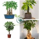 Pachira Macrocarpa Bonsai 10 Seeds