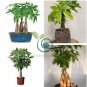 Pachira Macrocarpa Bonsai 10 Seeds