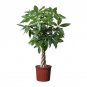 Pachira Macrocarpa Bonsai 10 Seeds