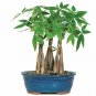 Pachira Macrocarpa Bonsai 10 Seeds
