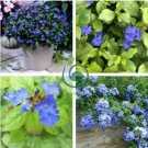 Ceratostigma Plumbaginoides Bonsai 200 Seeds