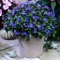 Ceratostigma Plumbaginoides Bonsai 200 Seeds