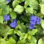 Ceratostigma Plumbaginoides Bonsai 200 Seeds