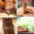 Green Tree Cinnamon 12 Seeds