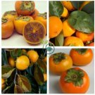 Rare Persimmon 40 Seeds