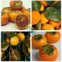 Rare Persimmon 40 Seeds