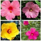 Heirloom Hibiscus Moscheutos  Mixed 9 Colors 40 Seeds
