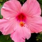 Heirloom Hibiscus Moscheutos Mixed 9 Colors 40 Seeds