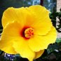 Heirloom Hibiscus Moscheutos Mixed 9 Colors 40 Seeds
