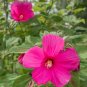 Heirloom Hibiscus Moscheutos Mixed 9 Colors 40 Seeds