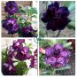Adenium Blackish Dark Blue Petals Flower 4 Seeds