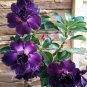 Adenium Blackish Dark Blue Petals Flower 4 Seeds