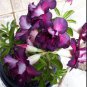 Adenium Blackish Dark Blue Petals Flower 4 Seeds