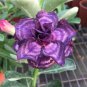 Adenium Blackish Dark Blue Petals Flower 4 Seeds